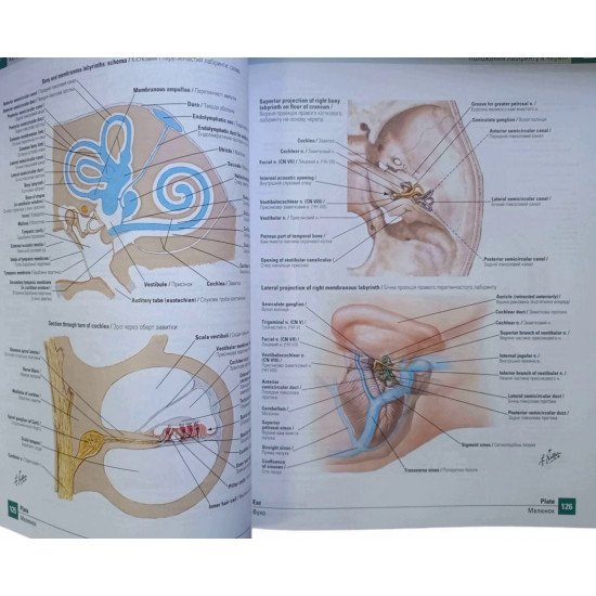 Атлас анатомії людини  Неттер Френк Г.  Netter Atlas of Human Anatomy - №3