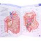 Атлас анатомії людини з латинською термінологією Неттер Френк Г. Atlas of Human Anatomy - №18