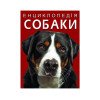 Домашні тварини. Акваріум